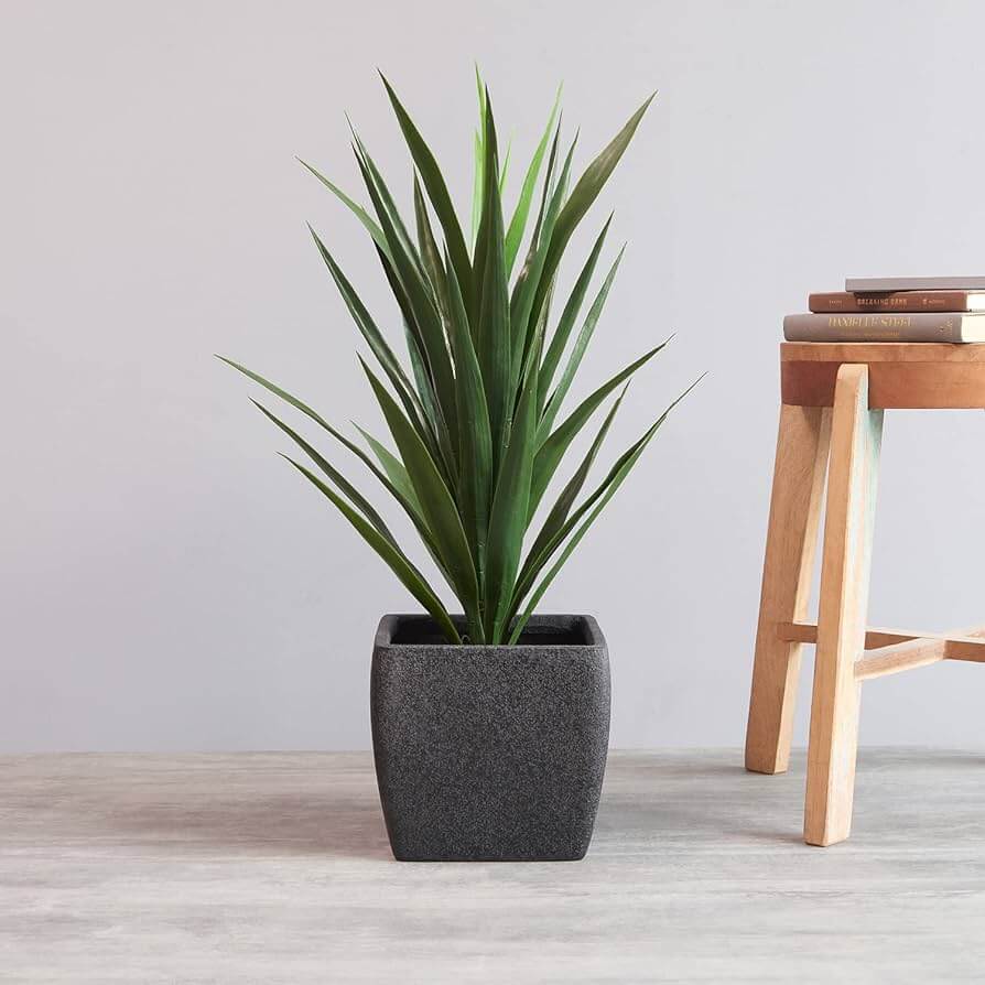 potted plant on a wooden table