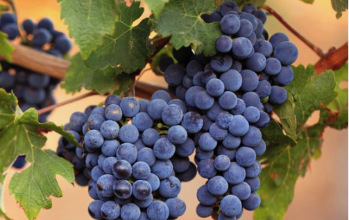 A cluster of ripe grapes hanging from a vine, showcasing the natural beauty of grapes on the vine.