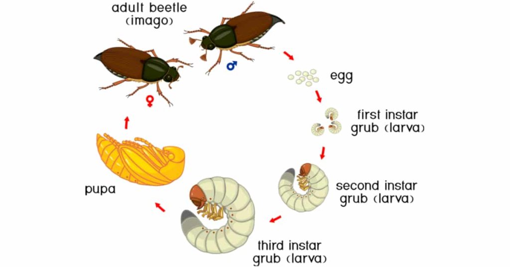 Life cycle of a common house fly: egg, larva, pupa, adult. Additional info: Lifespan of a beetle
