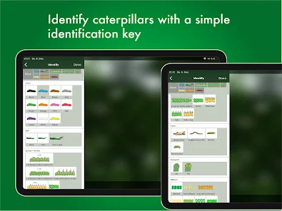 A tablet displaying a simple identification key to help users identify caterpillars efficiently