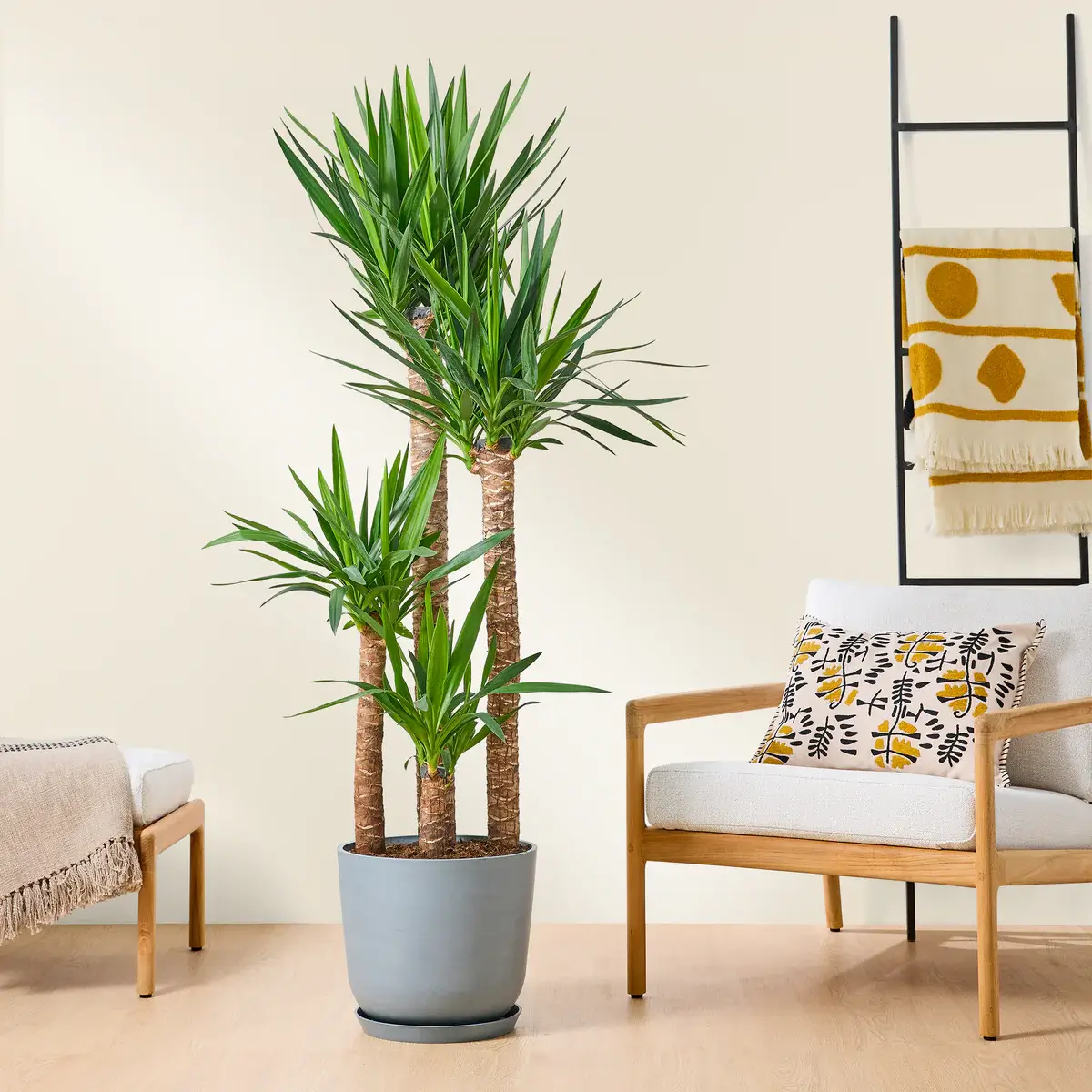 Yucca Plant in a room with a chair and ladder