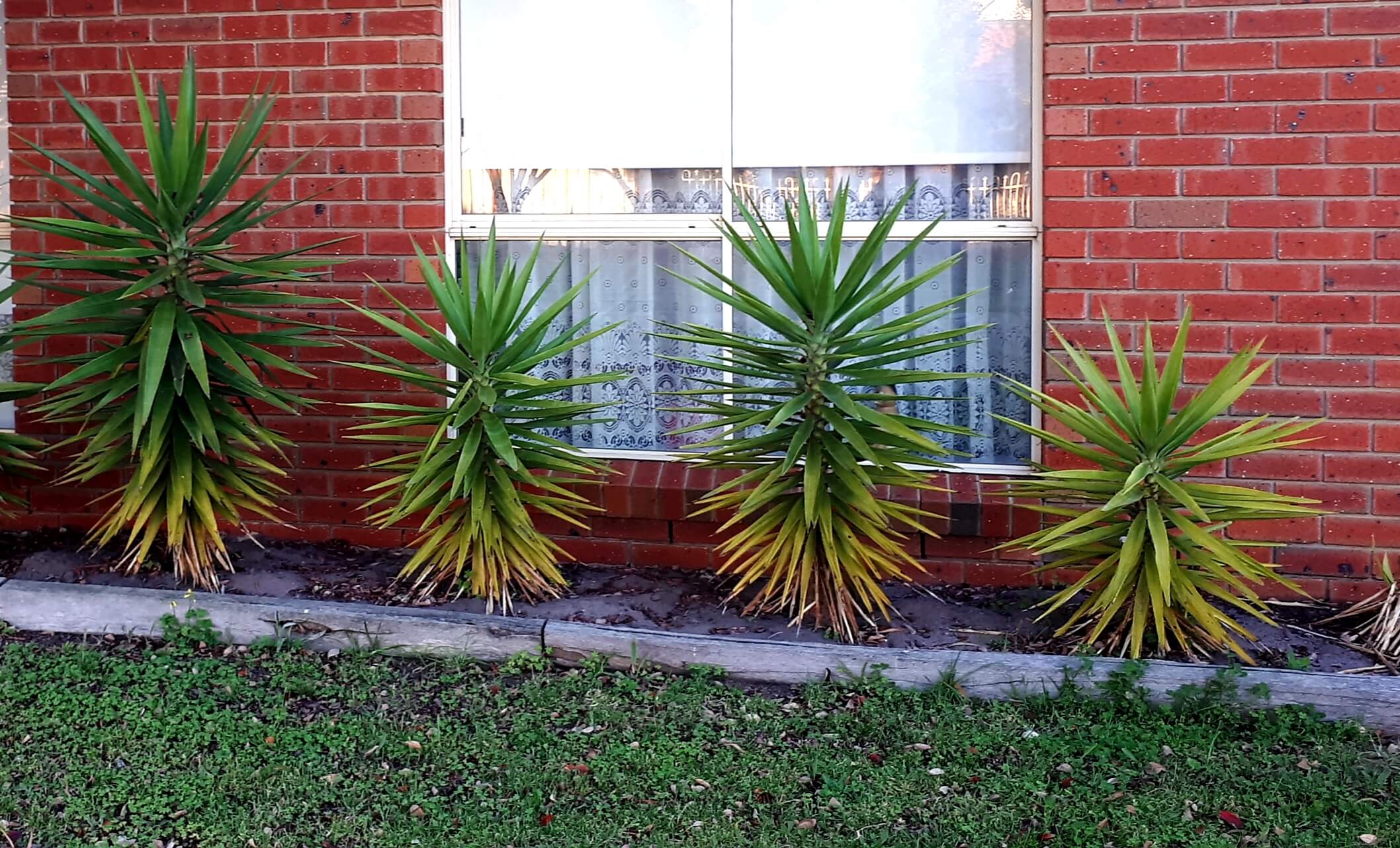 Yucca plants in front of a house