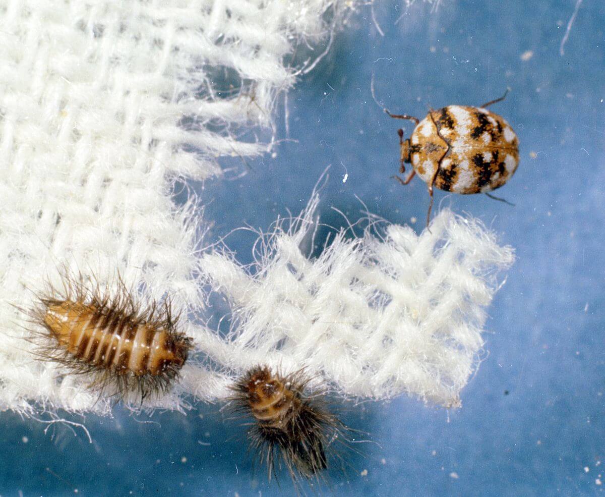 Two bugs on fabric with white background