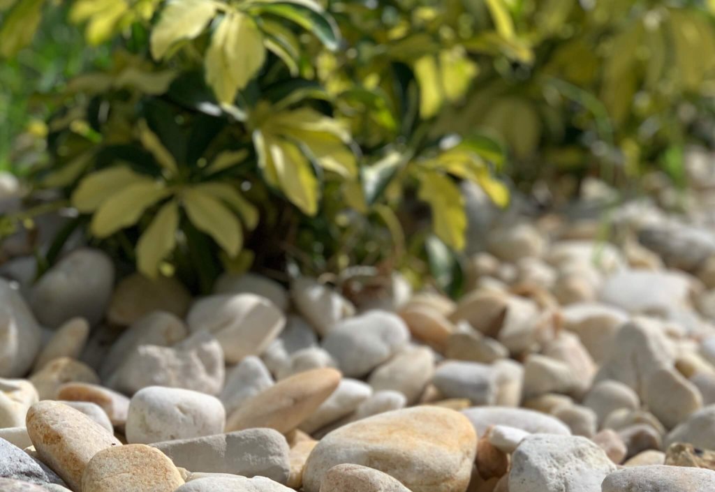 A garden with rocks and plants, perfect for adding natural beauty to your outdoor space