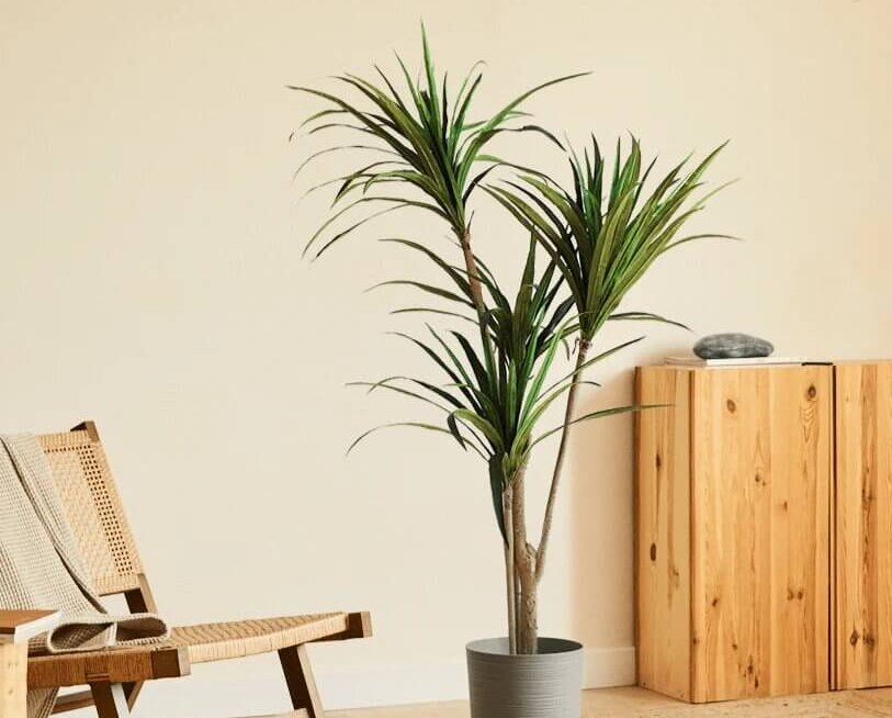 potted plant sits beside a chair in a room
