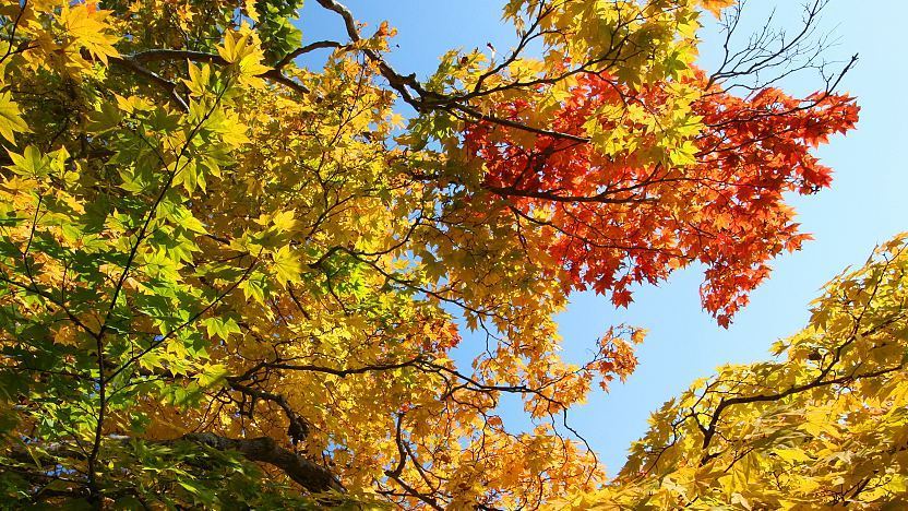 Colorful autumn leaves against a blue sky