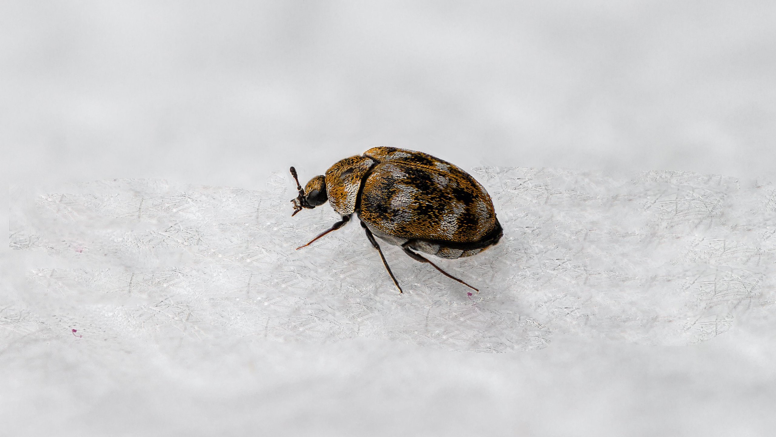 a black carpet beetle, seen on a white surface. Discover ways to eradicate them