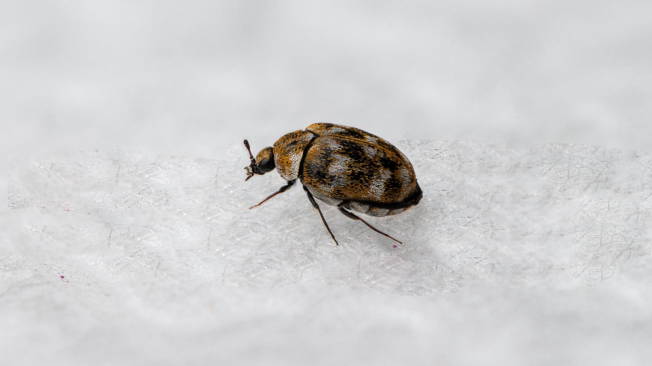 How to Get Rid of Black Carpet Beetle EatHappyProject