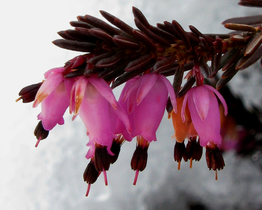 Winter Heath (Botanical name – Erica Carnea)