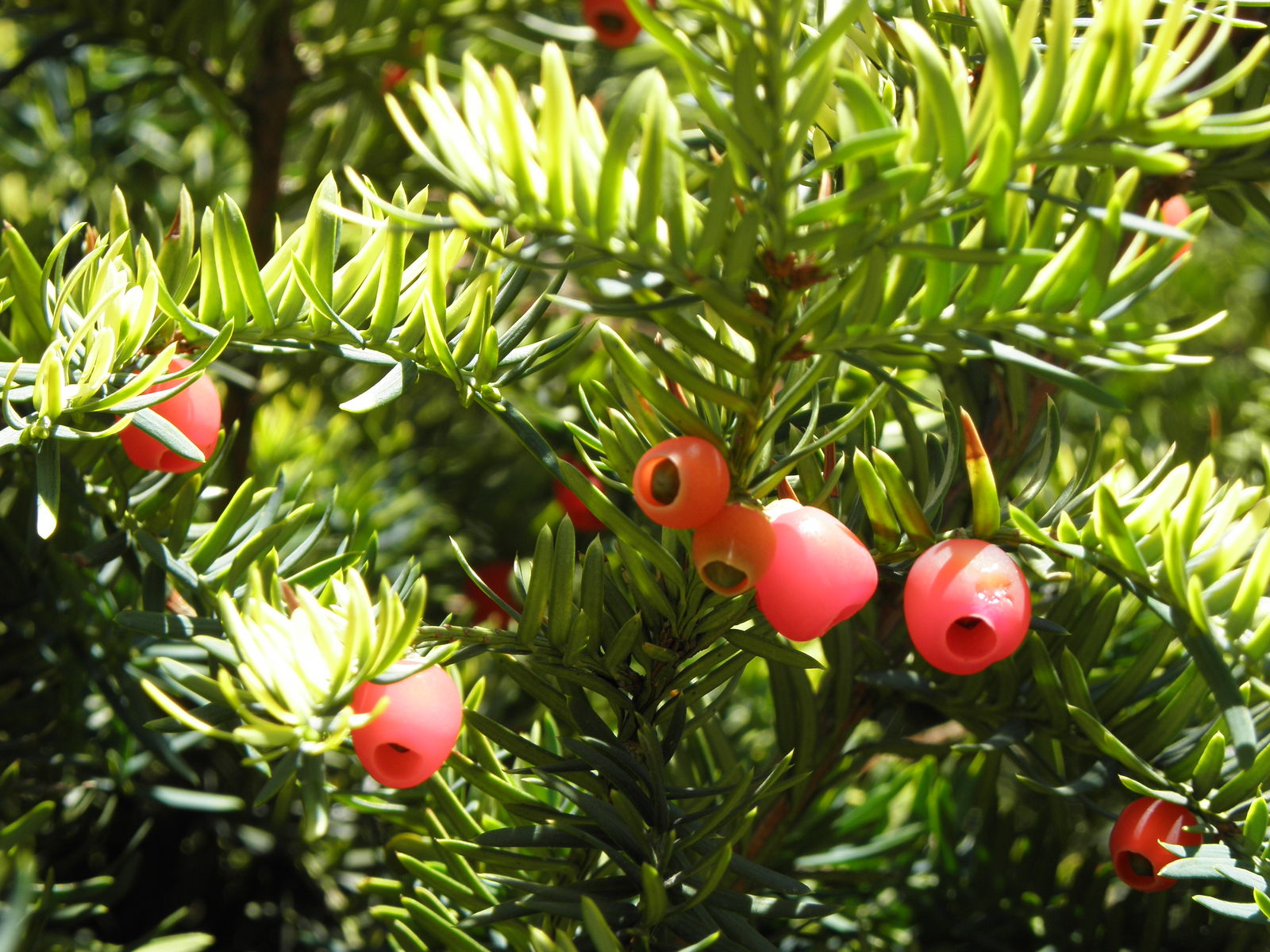 Yew (Botanical name – Taxus Baccata)
