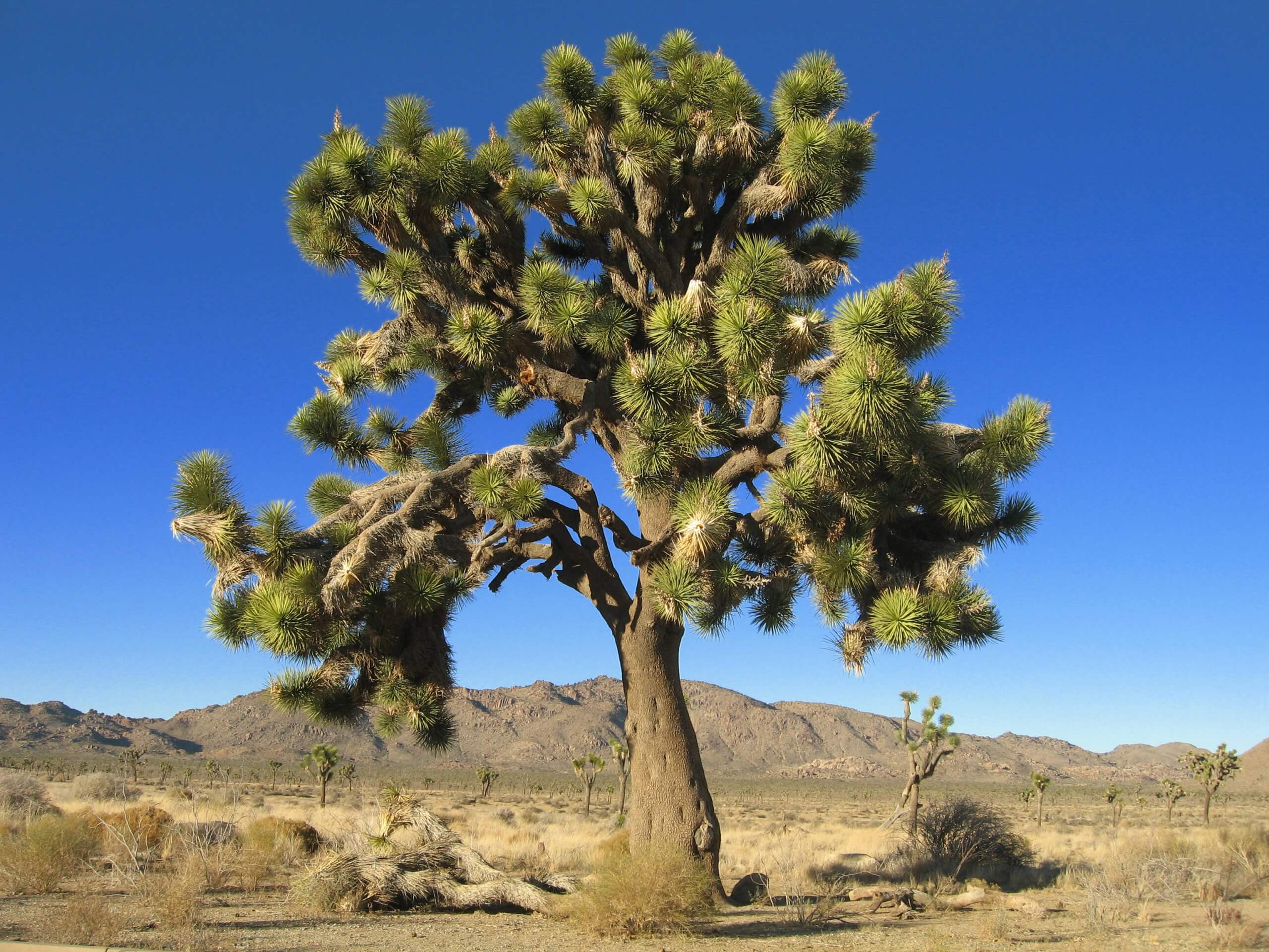 Yucca Brevifolia, a tall tree standing in the desert
