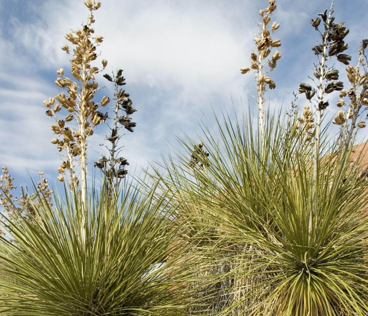 Yucca Elata plant with beautiful flowers and leaves in the desert