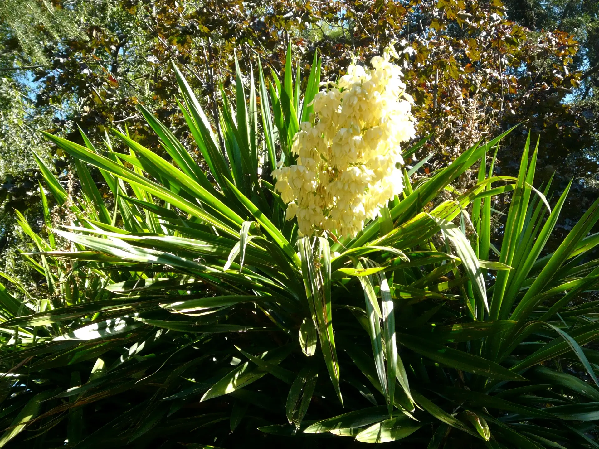 bright yellow flower blooming in a green Yucca Elephantipes plant