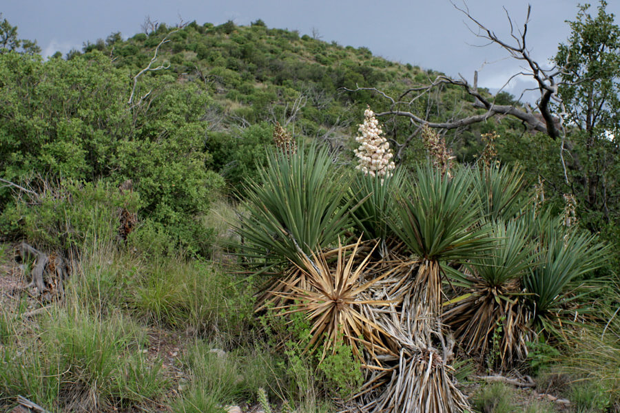 Yucca × Schottii: Majestic tree with numerous branches