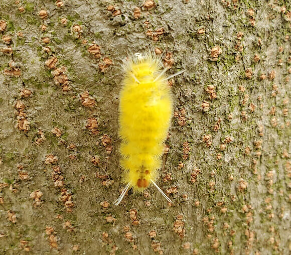 Santa Ana Tussock Moth Caterpillar