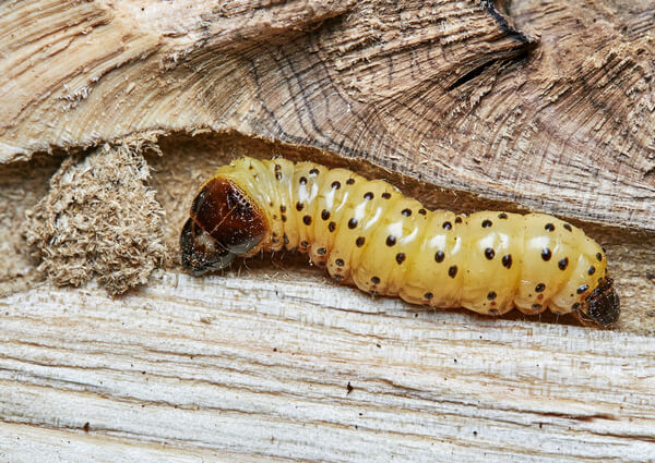 Wood Leopard Moth Caterpillar