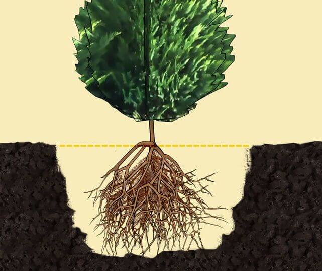 Planting Process of Cypress Tree