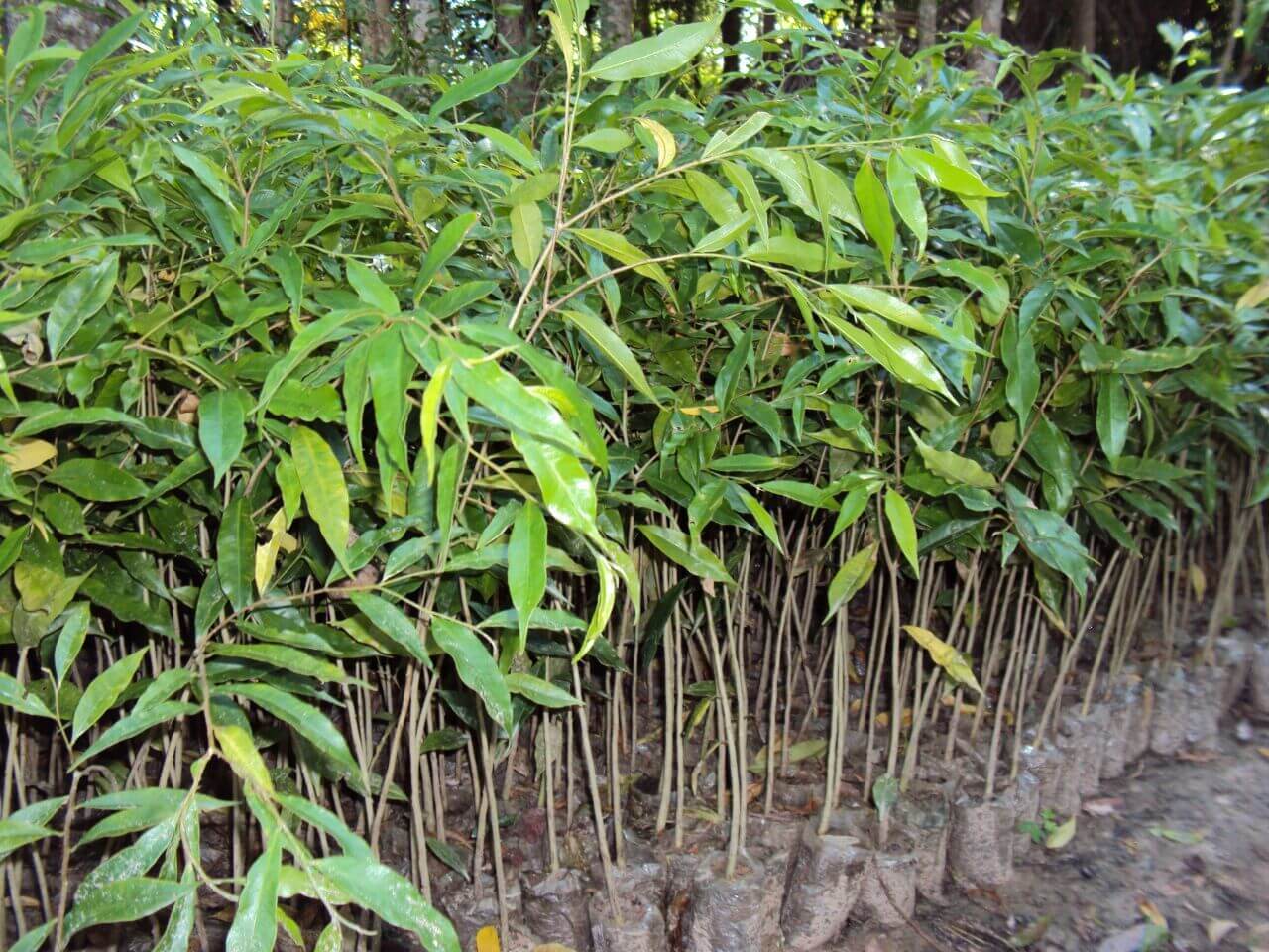 Which Trees are More Expensive than Gold? - EatHappyProject