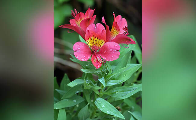 Alstroemerias: A bouquet of colorful alstroemerias, also known as Peruvian lilies, in full bloom