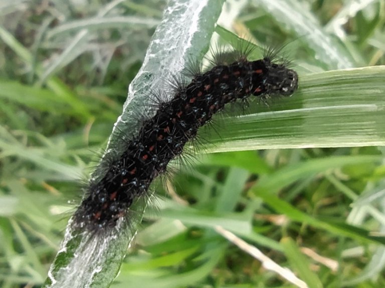Are Black Fuzzy Caterpillars Invasive?