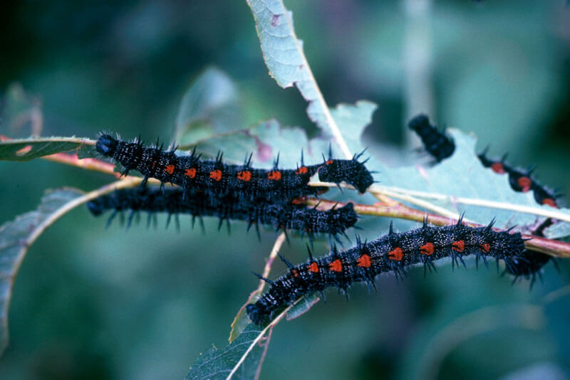 Numerous black and red caterpillars gathered on a leaf, displaying their striking color combination