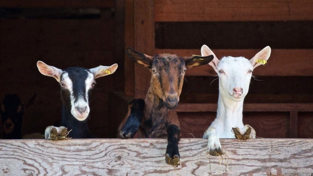 Are Boy or Girl Goats Better?