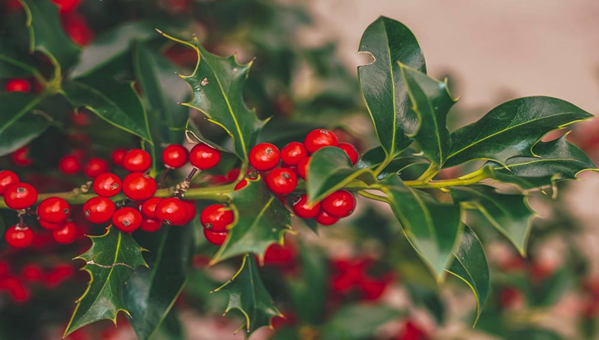 A close-up of vibrant holly berries, adding a festive touch to any holiday decor