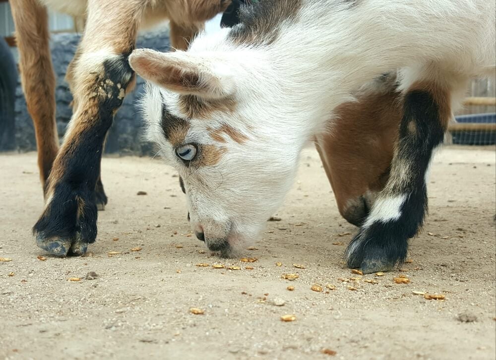 Are Oats Safe for Wether Goats?