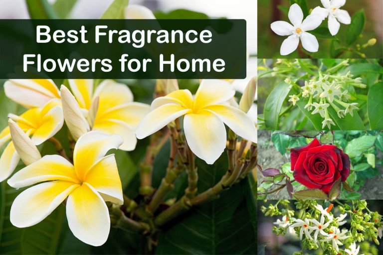 Best Fragrance flowers