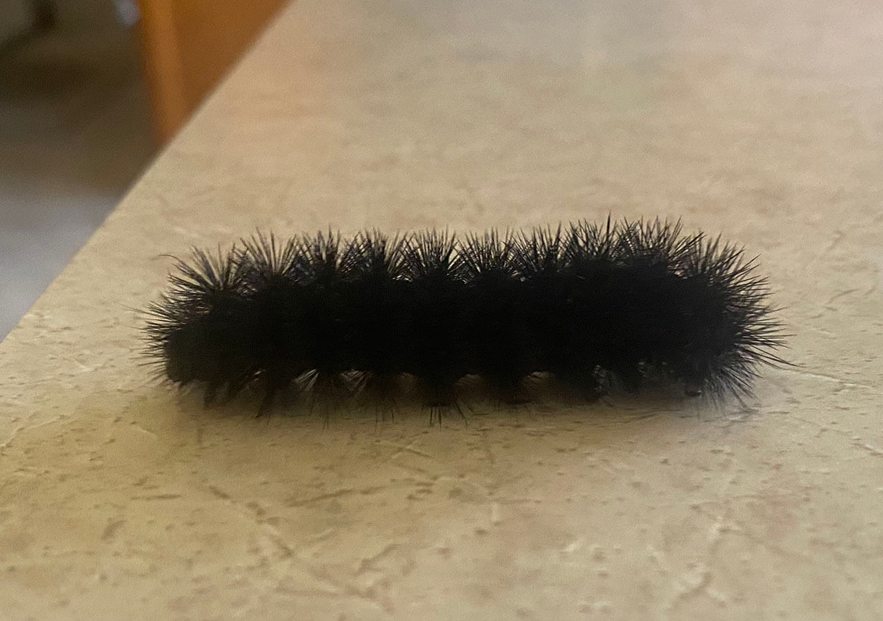 Does All Black Caterpillar Turn Into a Giant Leopard Moth - EatHappyProject
