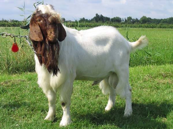 a Boer Goats