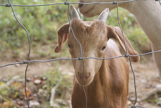 A goat standing behind a sturdy fence, showcasing the importance of building a strong enclosure