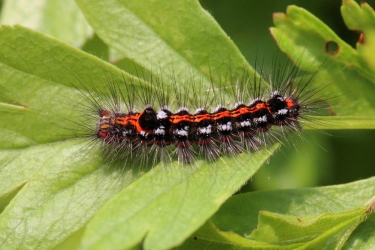 Can You Touch Fluffy Caterpillars?