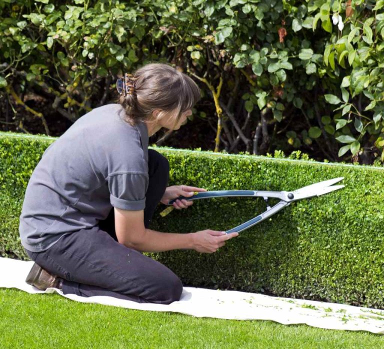 Can You Trim Evergreen Bushes in The Summer