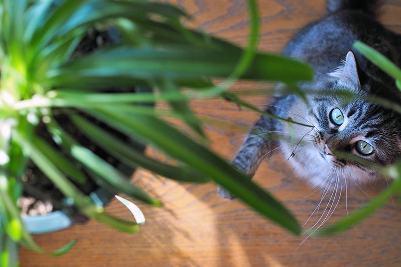 Cat Playing with a Spider Plant