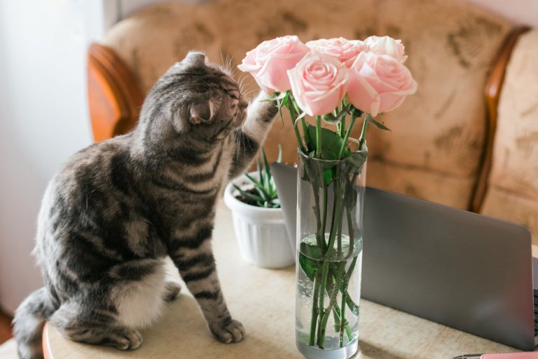 Cat playing with Roses vase