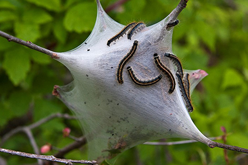 Caterpillar Nests