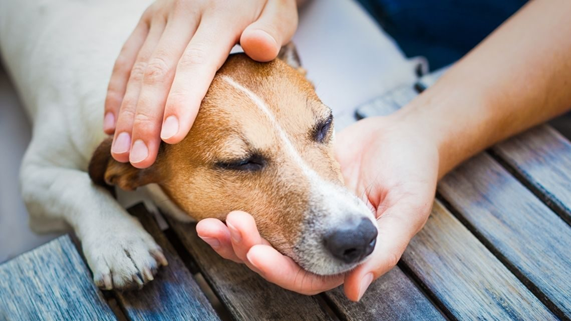 A person gently pets a dog's head, forming a bond of love and care