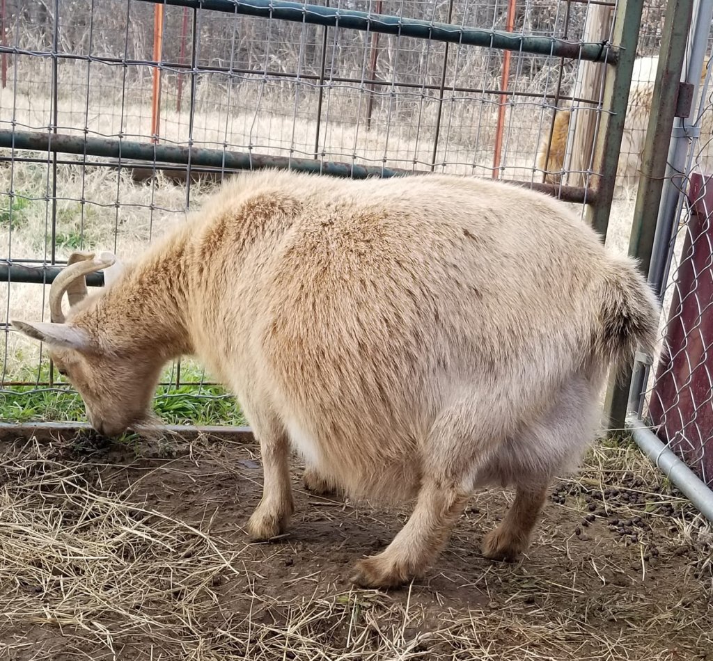 A goat in a pen munching on hay. Be cautious of digging