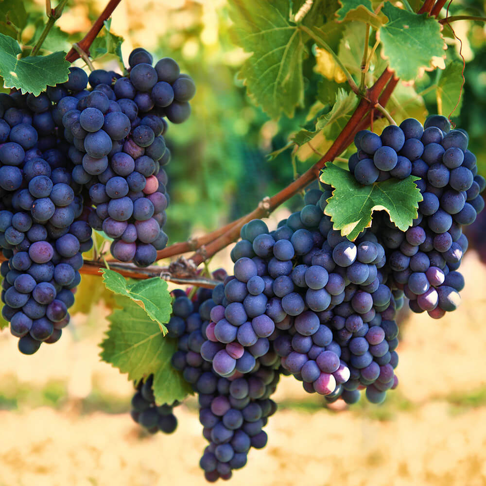 A cluster of grapes hanging on a vine,