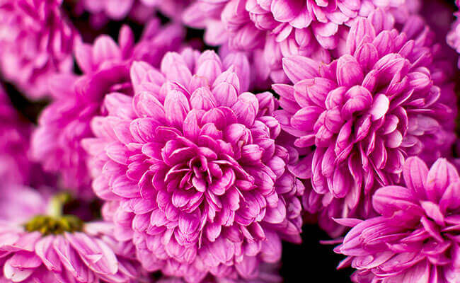 A vibrant cluster of pink Chrysanthemums, showcasing their delicate petals in a captivating close-up