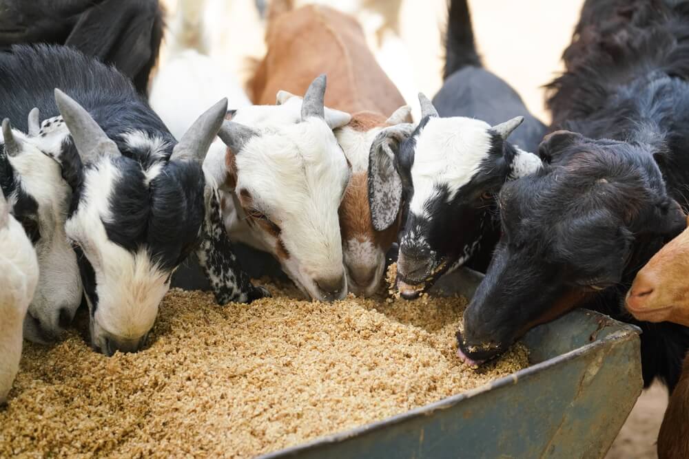 Consumption of Oats by Wether Goat