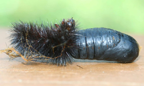  A black caterpillar on wood - potential transformation into a Giant Leopard Moth?