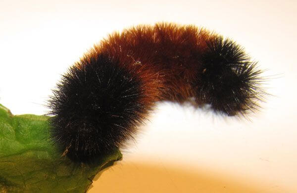 Black caterpillar on a leaf. It is not possible to predict bad weather based on the appearance of a caterpillar.