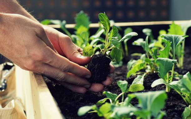 A person carefully plants a seedling in a garden, ensuring soil care for optimal growth
