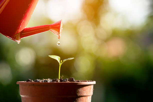 Ensure-Soil-Growth-in-Summer