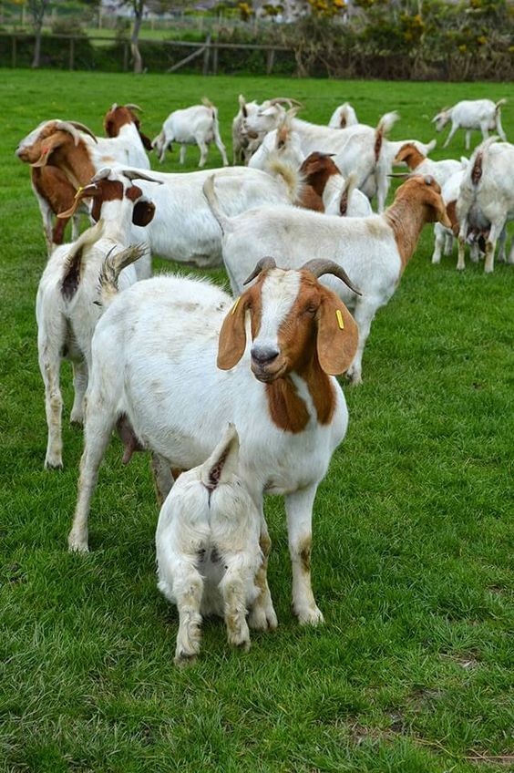 Factors that Affect How Many Goats Should Be Kept Together