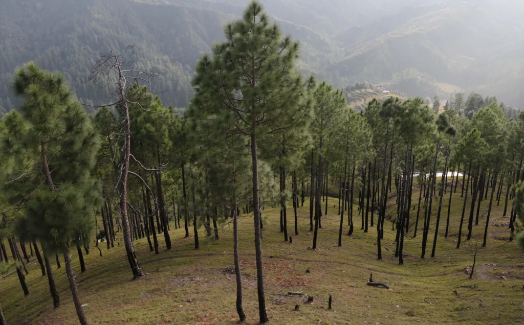 Facts About the Largest Pine Forest in India