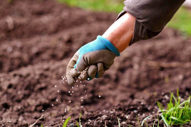 A person wearing gloves carefully plants seeds in a garden, while fertilizing the soil