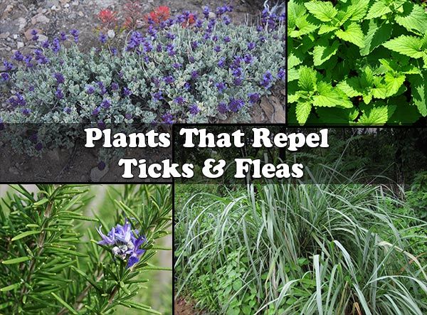 Flea-Repelling Plants